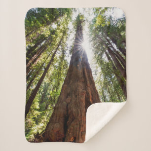 Towering Redwoods Sherpa Deken