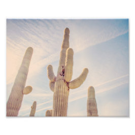 Towering Saguaro Cacti | Fotoafdrukken Foto Afdruk
