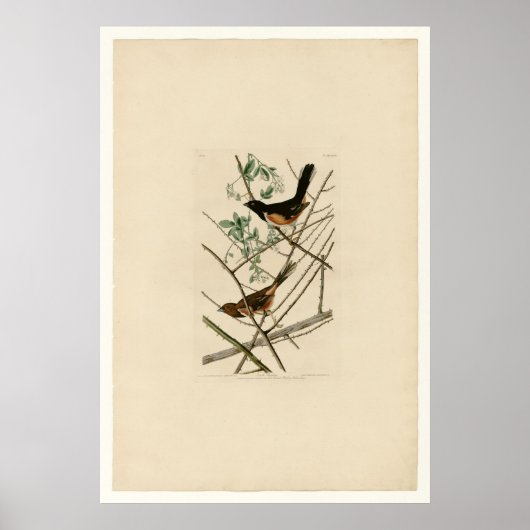 Towhe Bunting Poster (Voorkant)