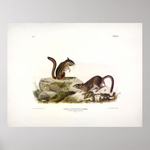 Townsend's Ground Squirrel (Chipmunk) van Audubon Poster