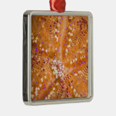 Toxische stoom (Asthenosoma varium) Metalen Ornament (Rechts)