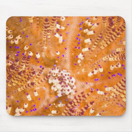 Toxische stoom (Asthenosoma varium) Muismat (Voorkant)