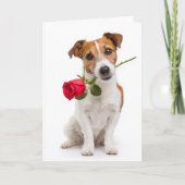 Toy Fox Terrier Valentine Kaart (Voorkant)