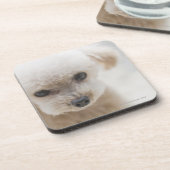 toy poodle bier onderzetter (Linkerzijde)
