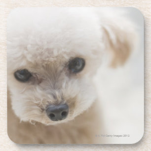toy poodle bier onderzetter