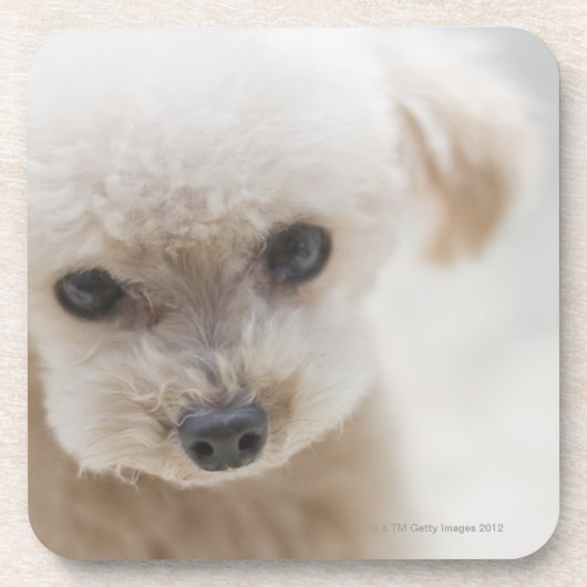 toy poodle bier onderzetter (Voorkant)