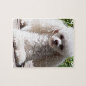 Toy Poodle Legpuzzel (Horizontaal)