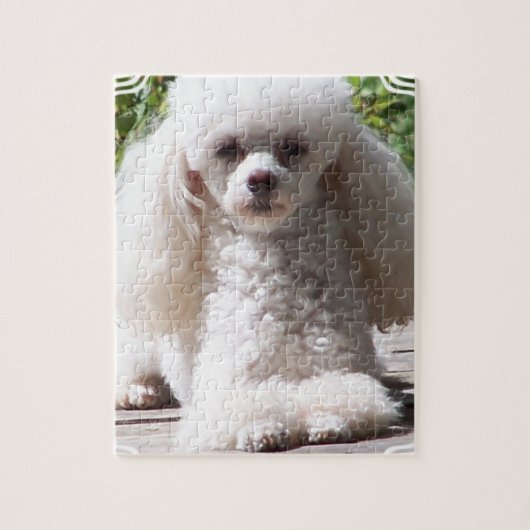 Toy Poodle Legpuzzel (Verticaal)