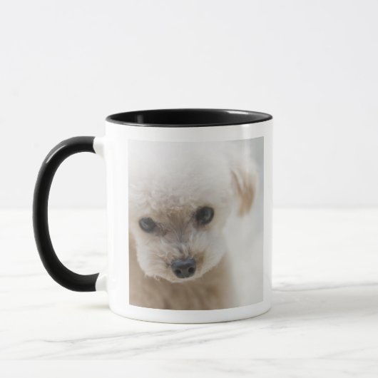 toy poodle mok (Links)