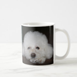 Toy Poodle Mok