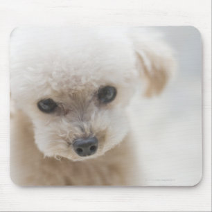 toy poodle muismat