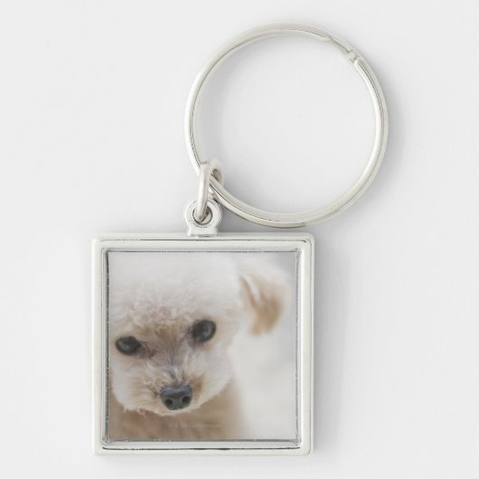 toy poodle sleutelhanger (Voorkant)