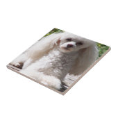 Toy Poodle Tegeltje (Zijkant)