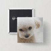 toy poodle vierkante button 5,1 cm (Voorkant /achterkant)