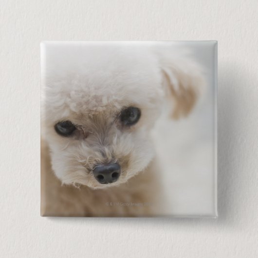 toy poodle vierkante button 5,1 cm (Voorkant)