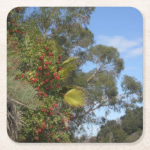 Toyons langs de Arroyo Seco Trail