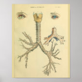 Trachea Airway Bronchi Eyes Anatomy Art Print (Voorkant)