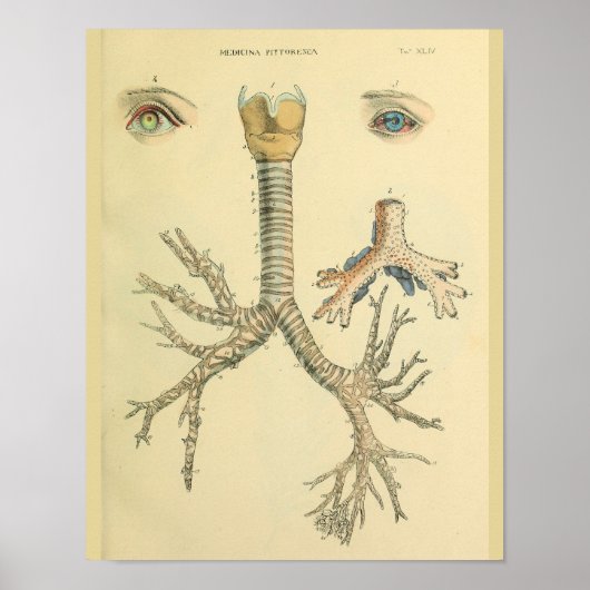 Trachea Airway Bronchi Eyes Anatomy Art Print (Voorkant)