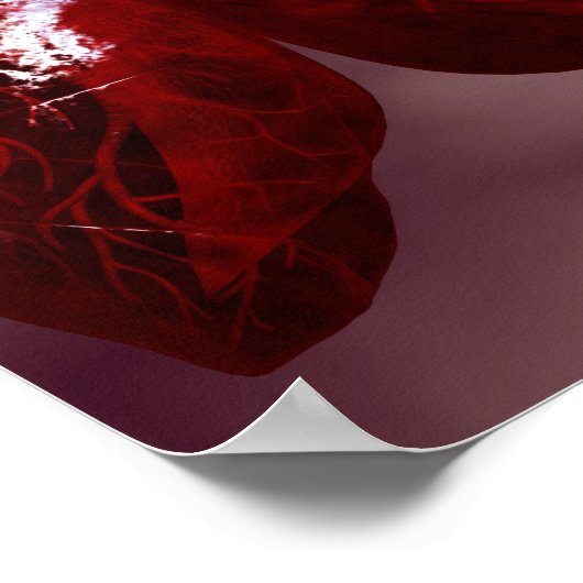 Trachea-doorsnede met longen poster (Hoek)