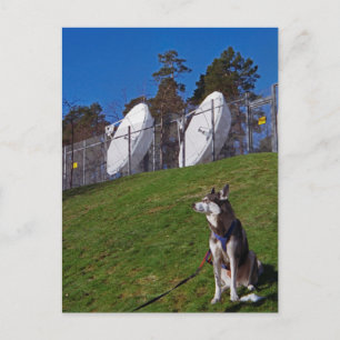 Tracker-hond Briefkaart