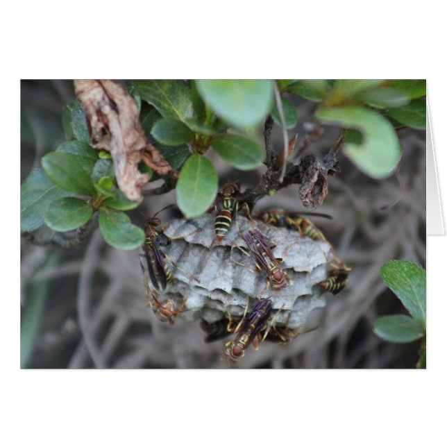 Tracker Jackers (Voorkant Horizontaal)