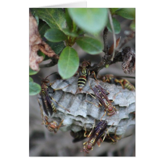 Tracker Jackers (Voorkant)