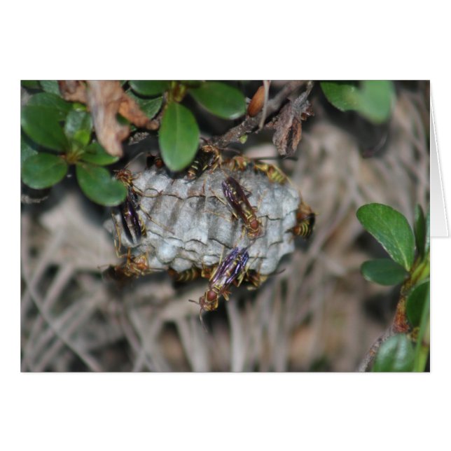 Tracker Jackers #2 (Voorkant Horizontaal)