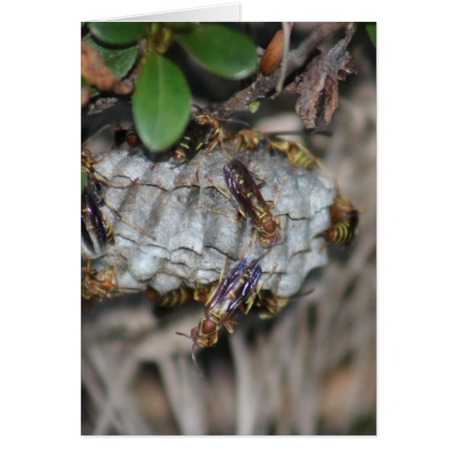 Tracker Jackers #2 (Voorkant)