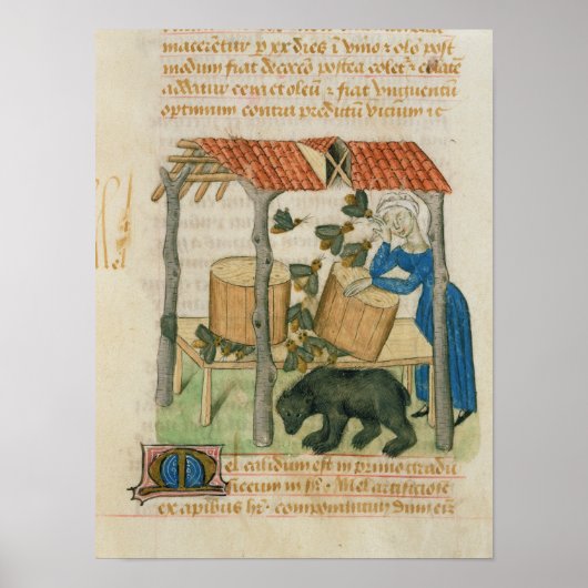 Tractatus de Herbis' Poster (Voorkant)