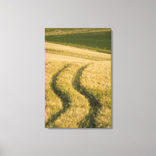 Tractorsporen door tarwe, Toscane, Italië Canvas Afdruk