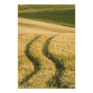 Tractorsporen door tarwe, Toscane, Italië Foto Afdruk