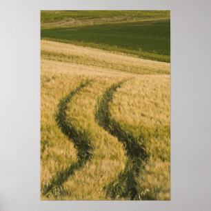 Tractorsporen door tarwe, Toscane, Italië Poster