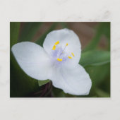Tradescantia Andersoniana "Osprey"-bloem Briefkaart (Voorkant)