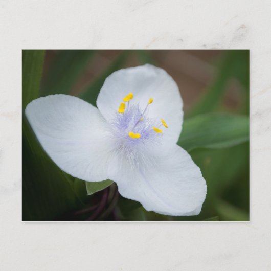 Tradescantia Andersoniana "Osprey"-bloem Briefkaart (Voorkant)