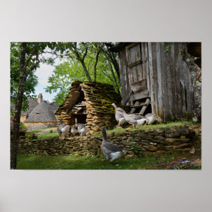 Traditioneel poster van boerderij van hanen met fo