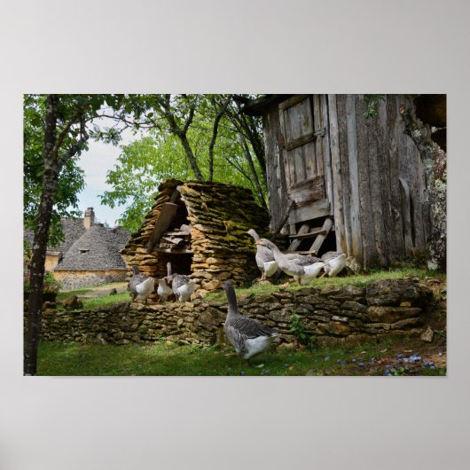 Traditioneel poster van boerderij van hanen met fo (Voorkant)