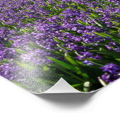 Traditionele en moderne windmolen in Nederlandse g Foto Afdruk (Hoek)