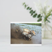 Traditionele stierenwedrennen in rijstpaddies Suma Briefkaart (Staand voorkant)