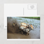 Traditionele stierenwedrennen in rijstpaddies Suma Briefkaart (Voorkant / Achterkant)