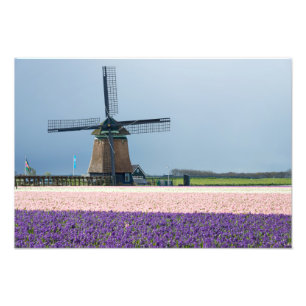 Traditionele windmolen met roze en paarse bloemen foto afdruk