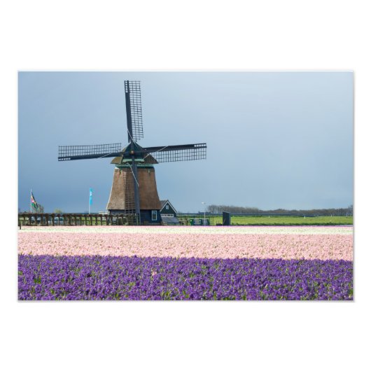 Traditionele windmolen met roze en paarse bloemen foto afdruk (Voorkant)