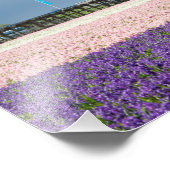 Traditionele windmolen met roze en paarse bloemen foto afdruk (Hoek)