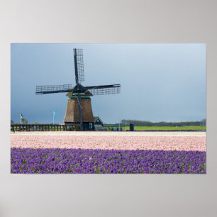 Traditionele windmolen met roze en paarse bloemen poster