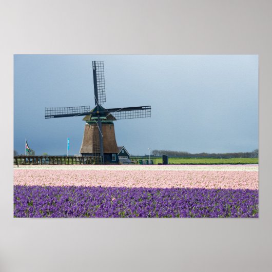 Traditionele windmolen met roze en paarse bloemen poster (Voorkant)