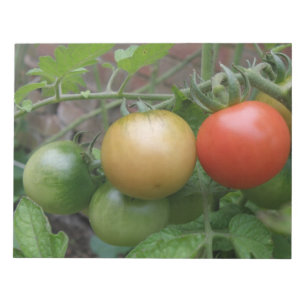 Traffic Light Tomaten-laptop Notitieblok