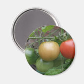 Traffic Light Tomaten Magnet (Voorkant / Achterkant)