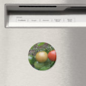 Traffic Light Tomaten Magnet (Insitu (Vaatwasser))