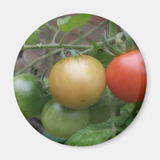 Traffic Light Tomaten Magnet (Voorkant)