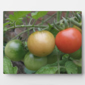Traffic Light Tomaten Plaque Fotoplaat (Voorkant)