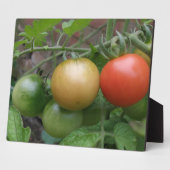 Traffic Light Tomaten Plaque Fotoplaat (Zijkant)
